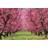 ClassicLiving Cherry Orchard in Spring Pink/Green Wall Decor 91x61cm