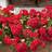 Wilko Geranium Fire Queen Ready Plant 20 Pack
