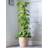 Thompson & Morgan Houseplant Epipremnum Scindapsus Aureum 12 cm Pot x 1