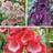 Thompson & Morgan Penstemon Ice Cream Collection 6 Jumbo Plug Plants 35mm