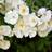 Thompson & Morgan Bobbie James 4 Litre Potted Plant 80-100 cm
