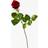 Bloomit Nedkastningsrose - Rød
