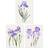Wee Blue Coo Set of 3 Watercolour Iris Floral Flowers Purple Wall 40.5cm H x 30.5cm W Framed Art
