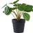 House Nordic Pelia H28 cm Grøn Kunstig plante