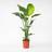 Plant in a Box Strelitzia Nicolai Houseplant 90-110 cm
