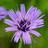 Thompson & Morgan Catananche Caerulea 1 Litre Potted Plant x 1 Blue