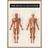 Citatplakat Muskulatur 70 x 100 cm Billede 70x100cm
