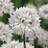 Thompson & Morgan Allium Graceful Beauty 12 Bulbs Size 04/06 White