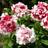 Impecta Petunia F1 'Pirouette Soft Red