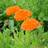 Impecta Ringblomma 'Orange King'