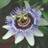 Thompson & Morgan Passiflora Caerulea 9cm Pot Green