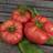 Impecta Bifftomat 'Brandywine'