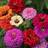 Impecta Zinnia