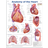 Lippincott Williams & Wilkins Anatomy of the Heart