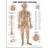 Lippincott Williams & Wilkins The Nervous System Anatomical Chart: 2nd edition