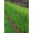 Omnia Garden Häck Liguster 20-40 cm 20-Pack Krukodlad