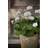 Kong elig Pelargonie Pelargonium Royal Ø12 cm Potteplante