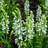 Thompson & Morgan Salvia x Superba Snow Hills 1 Litre Potted Plant x 1