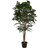 Home ESPRIT Polyetylen Fig Tree 100 x 100 x 210 cm Konstgjord växt