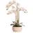 Scottish Everlastings White Speckled Orchid Artificial Plant