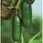 Thompson & Morgan Cucumber Mini Munch F1 Hybrid 1 Seed Packet Green