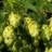 Thompson & Morgan Humulus Lupulus Hop 9Cm Potted Plant X 3 Green
