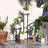 OutSunny Four-Tier Steel Plant Stand Black