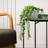 Scottish Everlastings Trailing Eucalyptus in Black Plastic Pot - Green Artificial Plant