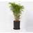 Plant in a Box Fargesia Nitida Gansu 50-70 cm Topf 17 cm