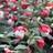 Sweed Beauty Fuchsia Upprätt Göteborgskan 2-pack