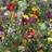 Thompson & Morgan Wild Flower Mixture 1 Seed Packet 1 gram Multi