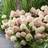 Vipphortensia Storlek Busk C2,3