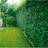 Omnia Garden Häck Liguster 40-60 cm 10-Pack Barrot