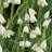 Verve Aestivum 7 Flower Bulbs One Size