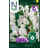 Nelson Garden Luktärt 'Royal White' frö