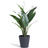 Habitat Large Peace Lily - White Artificial Plant