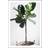 Ficus Multicolour Poster 21x30cm