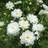 Impecta Rosenskära 'Double Click Snow Puff'