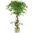 Botanik Large Japanese Fruticosa Ficus Tree 120 cm Gold Planter Artificial Plant