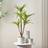 Scottish Everlastings Real Touch Yucca Tree in White Speckled Pot - Green Artificial Plant