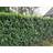 Cherry Laurel 'Novita' 100-120cm Hækplante