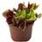 Dionaea Muscipula Potteplante
