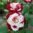 Shein 100 Pcs Rare Double Red And White Rose Seeds