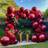 Shein Red Balloon Arch Kit 125pcs