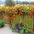 Shein Nasturtium Seeds MIX 100pcs High Germination Edible Flowers