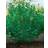 Omnia Garden Buske Slånaronia 30-50 cm 5-Pack