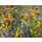Wildflower Wildflower Seeds Mix 25g Garden Bee Scented Meadow Flower