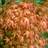 Acer Palmatum 'Katsura'