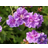 Geranium Himalayense 'Birch Double'