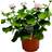 Pelargonia Drottning Ingrid Ø21 cm